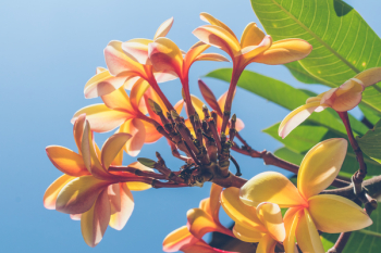 Close Up Photo of Yellow Plumeria Flower Close Up Photo of Yellow Plumeria Flower