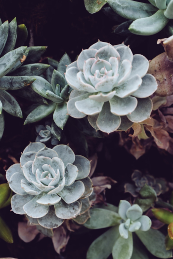 Close-Up Photo Succulent Plant Close-Up Photo Succulent Plant