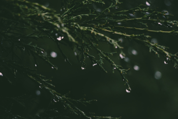 Close-up Photograph of Grass and Dew Close-up Photograph of Grass and Dew