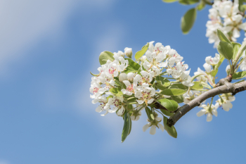 Close-Up Photography Apple Blossoms Close-Up Photography Apple Blossoms