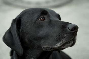Close-up Photography Black Labrador Retriever Close-up Photography Black Labrador Retriever
