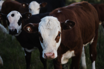Close-up Photography of a Beef Cattle Close-up Photography of a Beef Cattle
