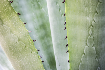 Close-up Photography of Aloe Vera Plant Close-up Photography of Aloe Vera Plant