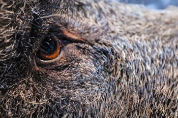 Close-up Photography of Animal's Eye Close-up Photography of Animal's Eye