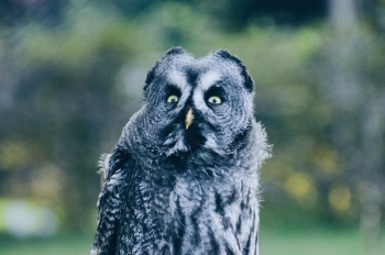 close-up photography of black and grey owl close-up photography of black and grey owl