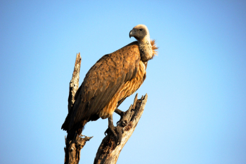 Close-Up Photography of Brown Vulture Close-Up Photography of Brown Vulture