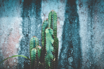 Close-Up Photography of Cactus Close-Up Photography of Cactus