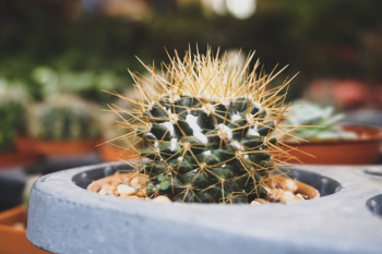 Close-up Photography of Cactus Close-up Photography of Cactus