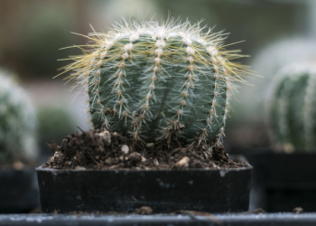 Close-Up Photography of Cactus Close-Up Photography of Cactus