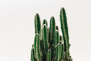 Close-Up Photography of Cactus Close-Up Photography of Cactus