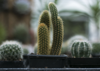 Close-Up Photography of Cactus Close-Up Photography of Cactus