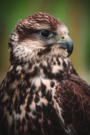 Close-Up Photography Of Falcon Close-Up Photography Of Falcon