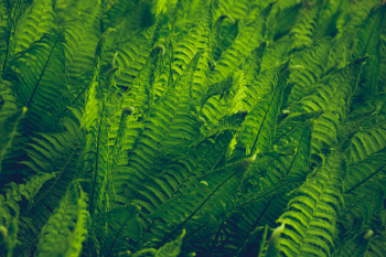 close-Up Photography of Fern close-Up Photography of Fern