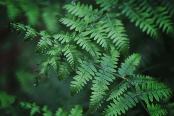 Close-Up Photography of Fern Leaves Close-Up Photography of Fern Leaves
