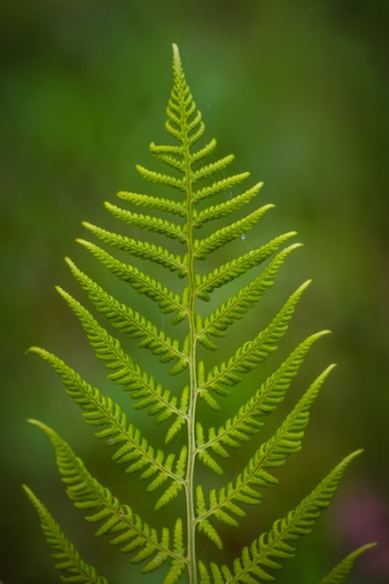 Close Up Photography of Fern Plant Close Up Photography of Fern Plant