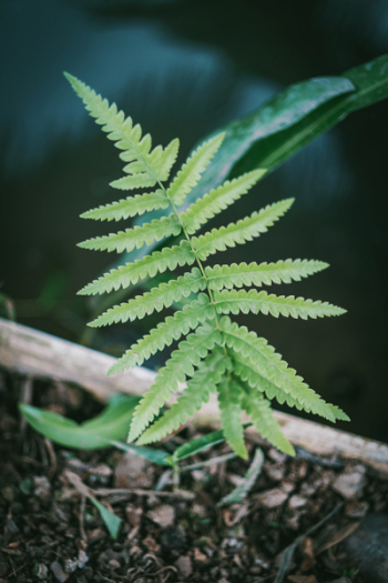 Close-Up Photography of Fern Plant Close-Up Photography of Fern Plant