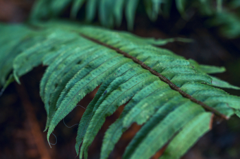 Close-up Photography of Fern Plants Close-up Photography of Fern Plants