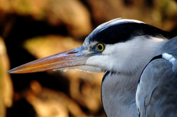 Close-up Photography of Great Blue Heron Close-up Photography of Great Blue Heron