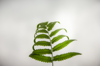 Close-up Photography of Green Fern Leaf Close-up Photography of Green Fern Leaf