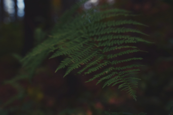 Close-up Photography of Green Fern Plant Close-up Photography of Green Fern Plant