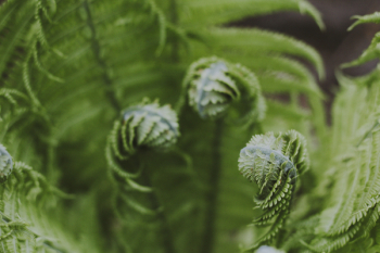 Close-up Photography of Green Fern Plant Close-up Photography of Green Fern Plant