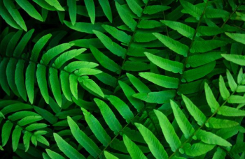 close up photography of green fern plants close up photography of green fern plants
