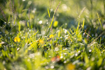 Close-up Photography Of Green Grass Close-up Photography Of Green Grass