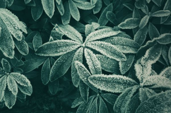 close-up photography of green leaf plant leaves close-up photography of green leaf plant leaves