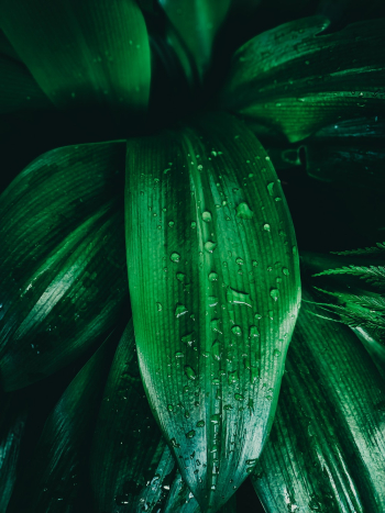 Close-up Photography of Green Leaf With Water Dew Close-up Photography of Green Leaf With Water Dew