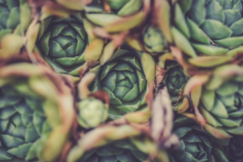 close-up photography of green succulents close-up photography of green succulents