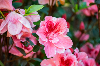 Close-Up Photography of Hibiscus Flowers Close-Up Photography of Hibiscus Flowers