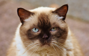 Close-up Photography of Himalayan Cat Close-up Photography of Himalayan Cat