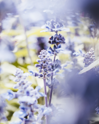 Close-Up Photography of Lavender Flowers Close-Up Photography of Lavender Flowers