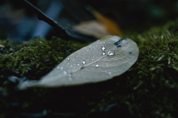 Close-up Photography of Leaf Close-up Photography of Leaf
