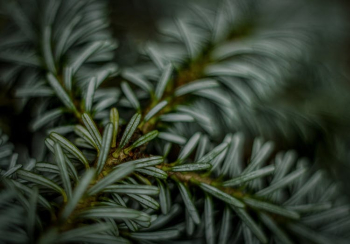 Close-up Photography of Leafs