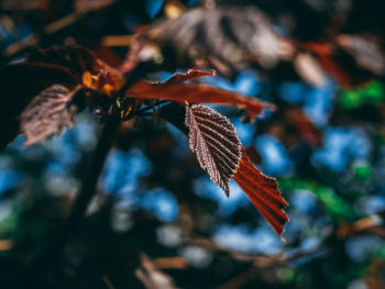 Close-Up Photography of Leaves Close-Up Photography of Leaves