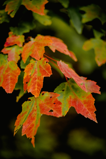 Close-up Photography of Leaves Close-up Photography of Leaves