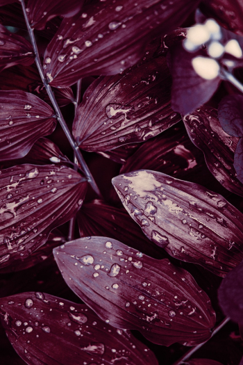 Close up Photography of Leaves Close up Photography of Leaves