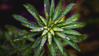 Close-Up Photography of Leaves With Waterdrops Close-Up Photography of Leaves With Waterdrops
