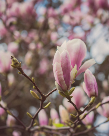 Close-up Photography of Magnolia Flowers Close-up Photography of Magnolia Flowers