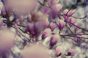 Close-up Photography of Magnolia Flowers Close-up Photography of Magnolia Flowers