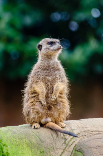 Close Up Photography of Meerkat Close Up Photography of Meerkat