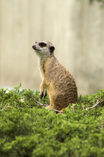 Close-Up Photography of Meerkat Close-Up Photography of Meerkat