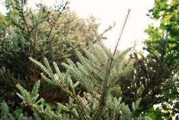 Close-Up Photography of Pine Leaves Close-Up Photography of Pine Leaves