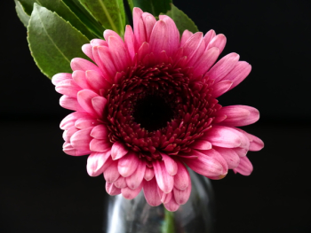 Close-Up Photography of Pink Gerbera Close-Up Photography of Pink Gerbera