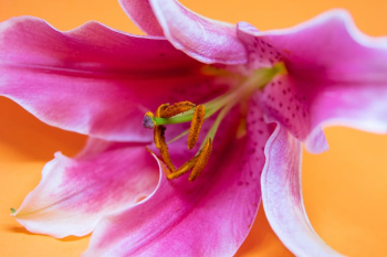 Close-up Photography of Pink Lily Flower