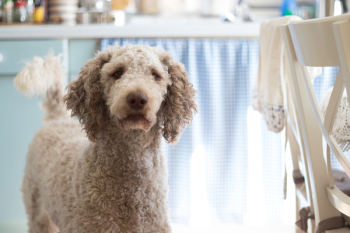 Close-Up Photography of Poodle Close-Up Photography of Poodle