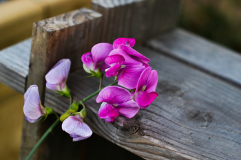 Close-Up Photography of Purple FLowers Close-Up Photography of Purple FLowers