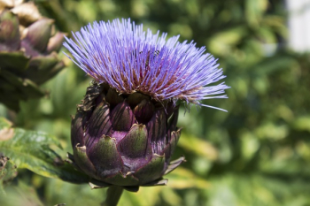 Close-up Photography of Purple Thistle Flower Close-up Photography of Purple Thistle Flower