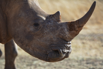Close-up Photography of Rhino Close-up Photography of Rhino